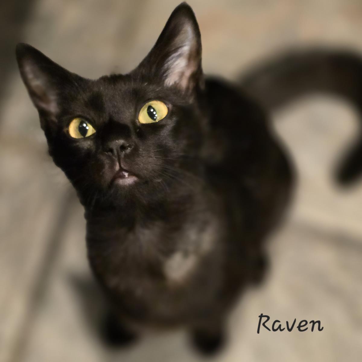 Raven