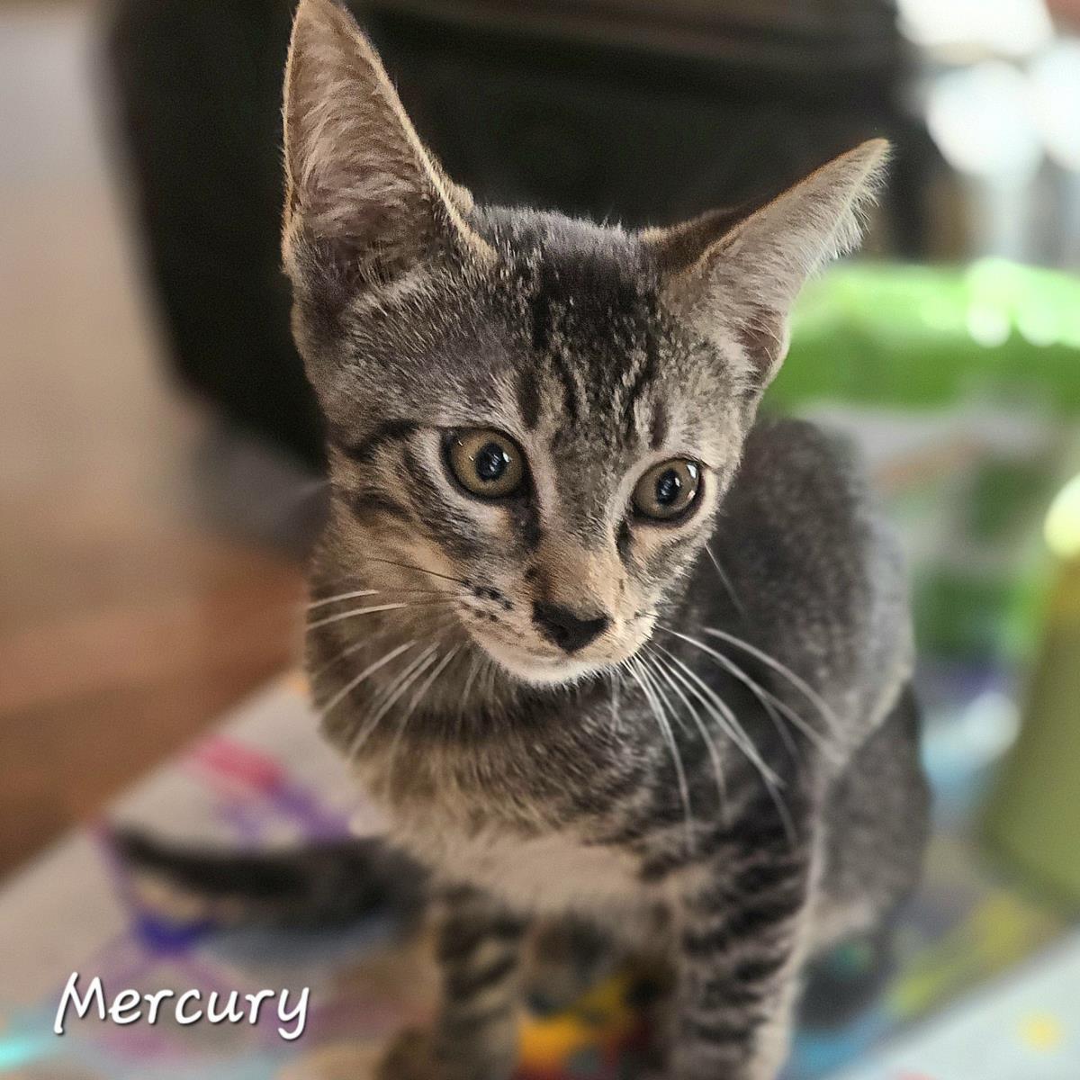 Mercury