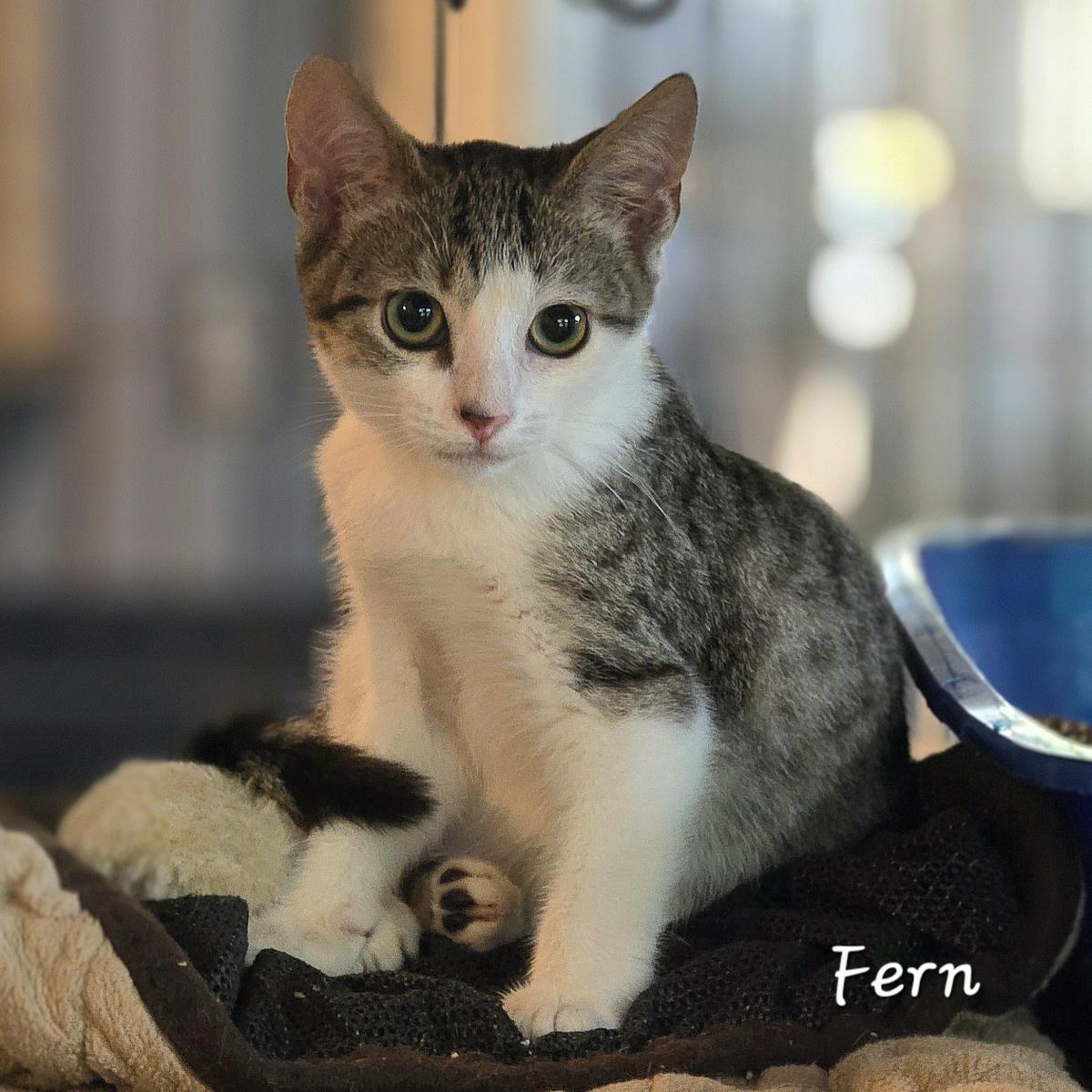 Fern