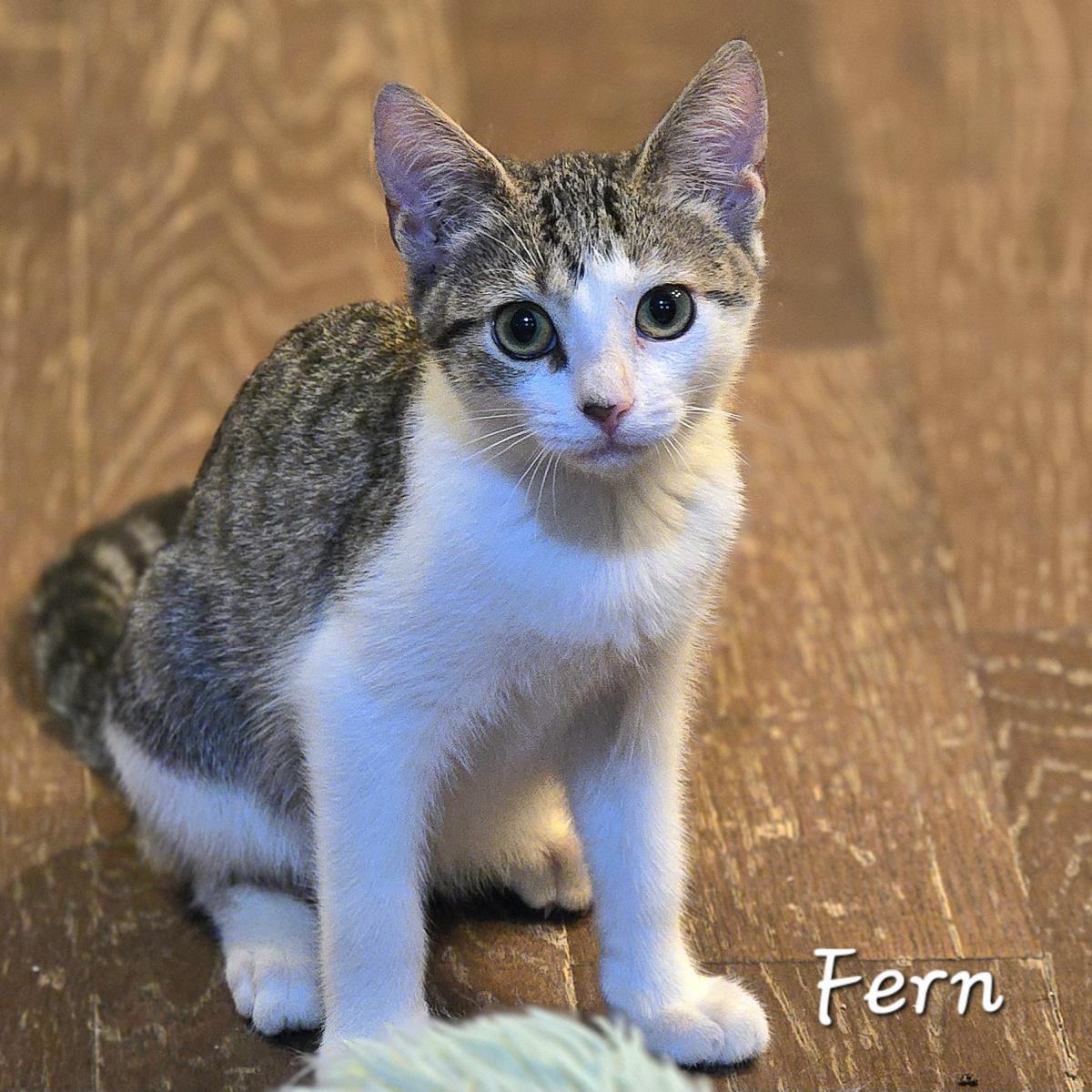 Fern