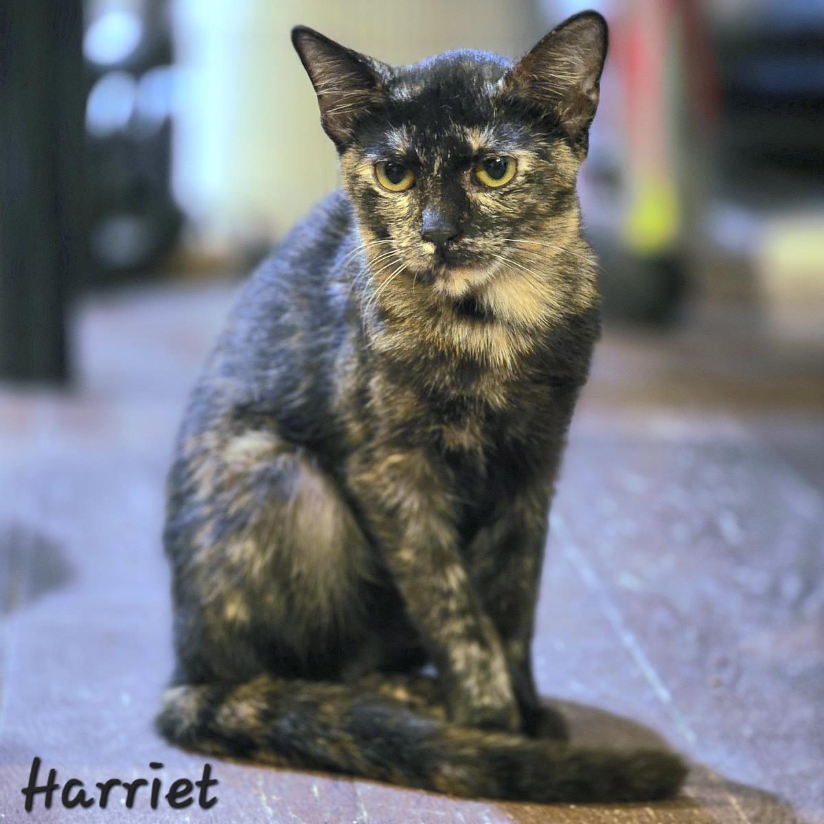 Harriet