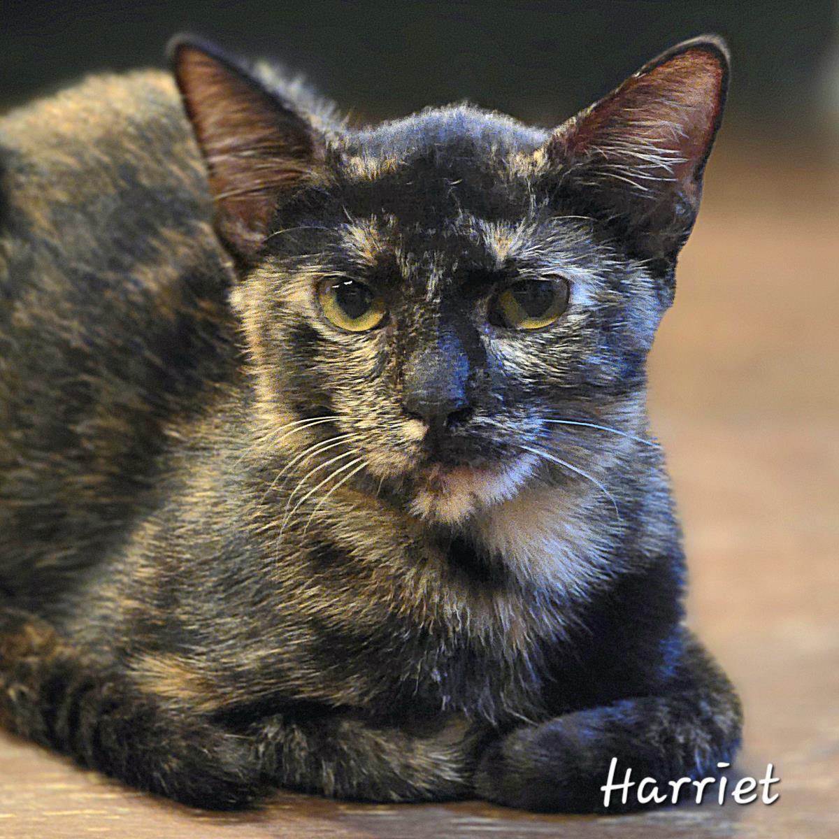 Harriet