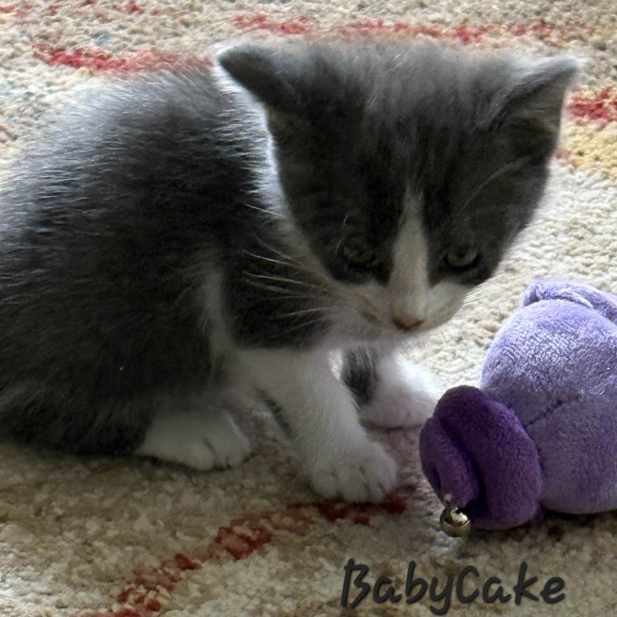 Babycake